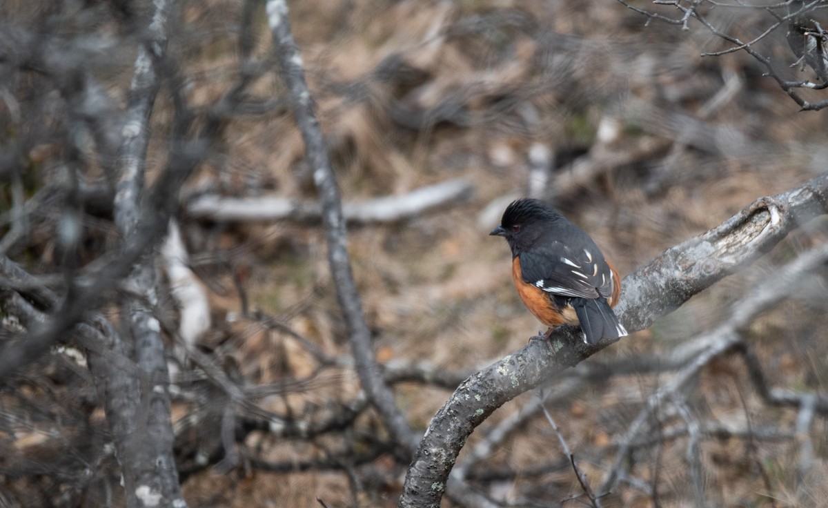 Eastern Towhee - ML610285970