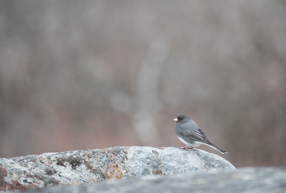 Dark-eyed Junco - ML610285975