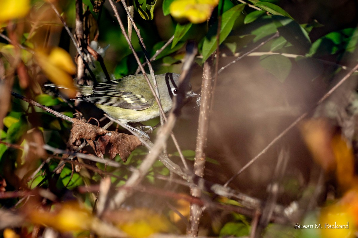 Blue-headed Vireo - Susan Packard