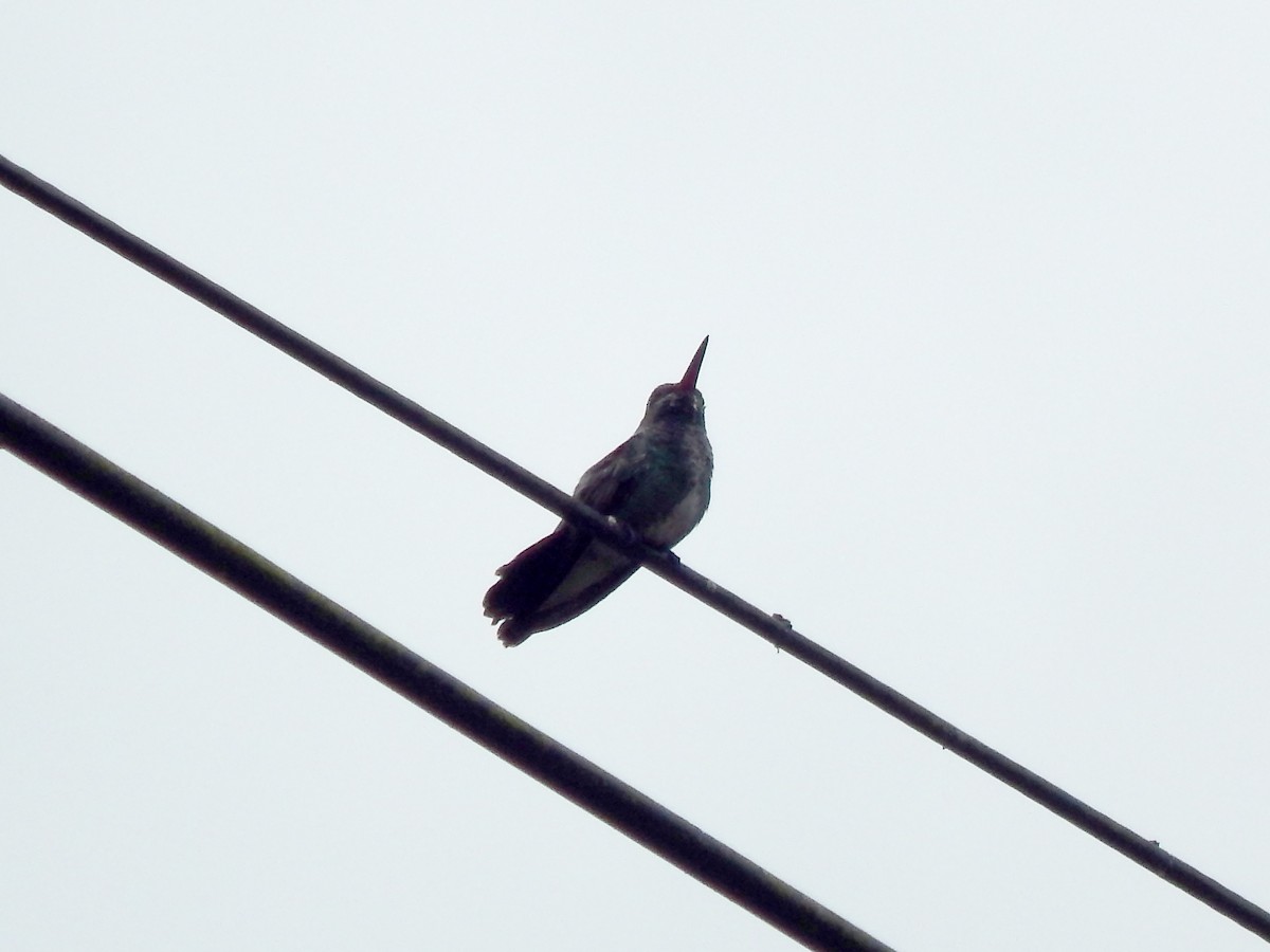 kolibřík lesklobřichý - ML610286063