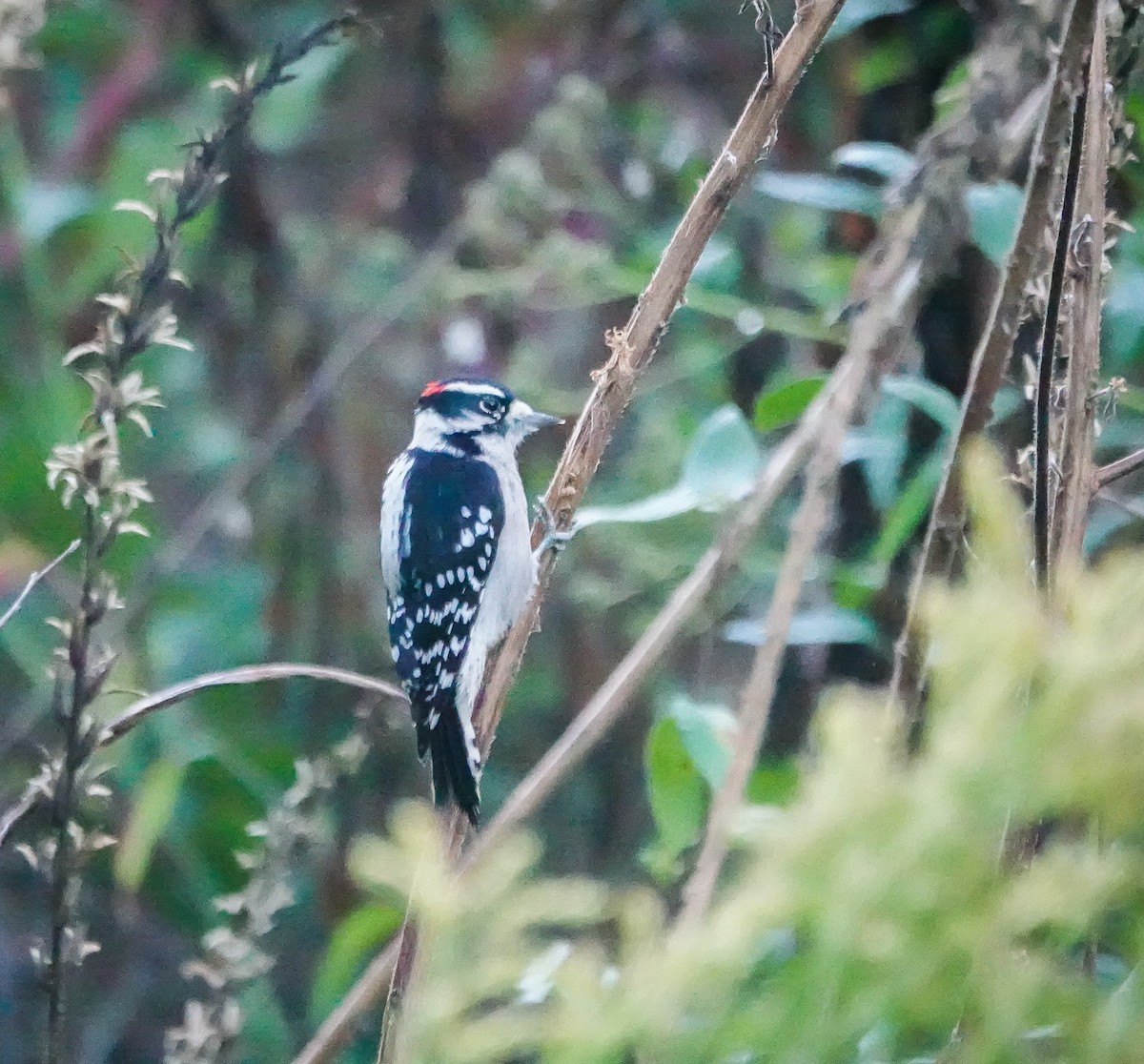 Downy Woodpecker - ML610286095