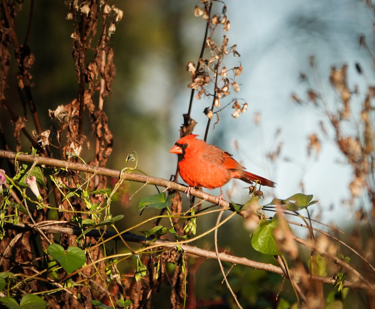 Northern Cardinal - ML610286116