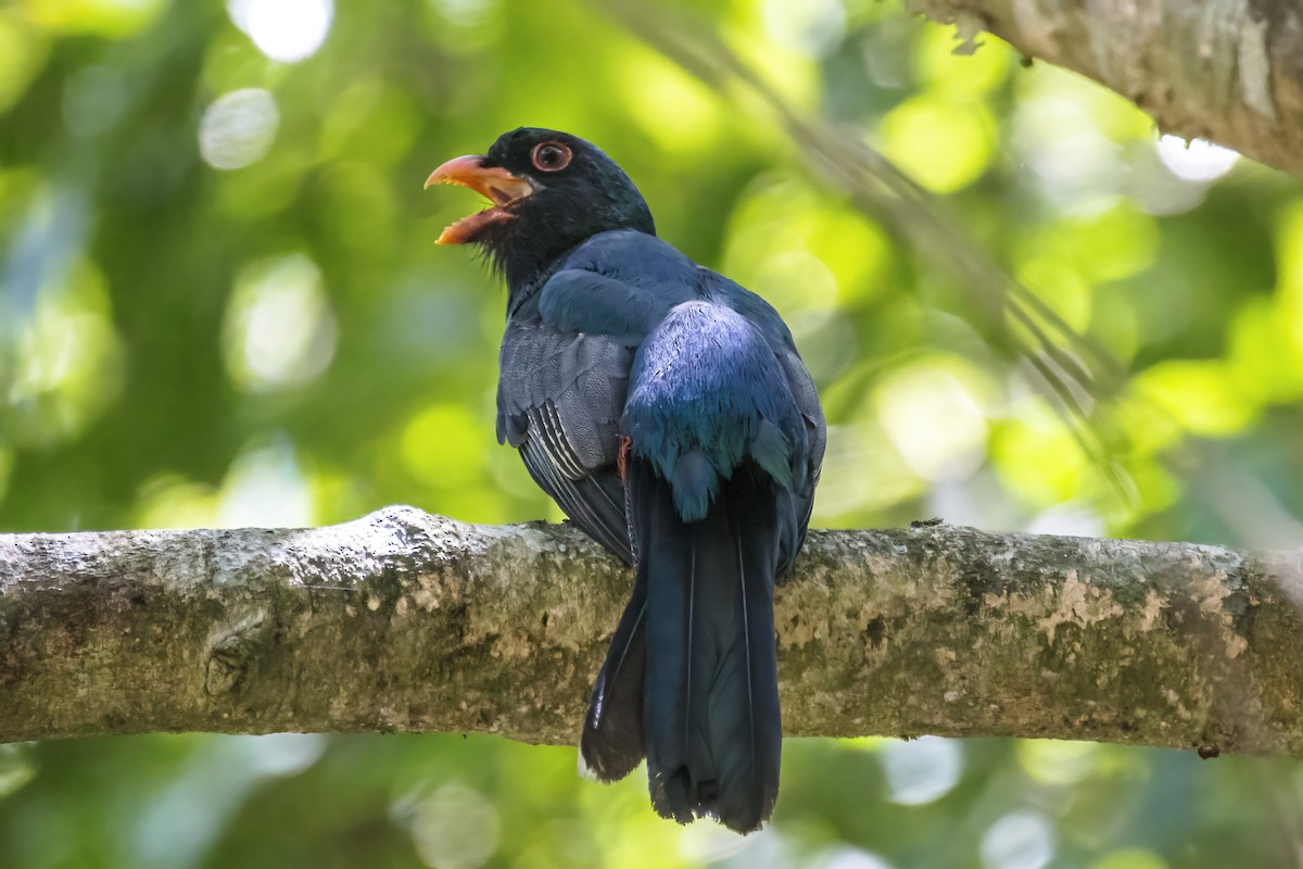 oransjenebbtrogon - ML610286117