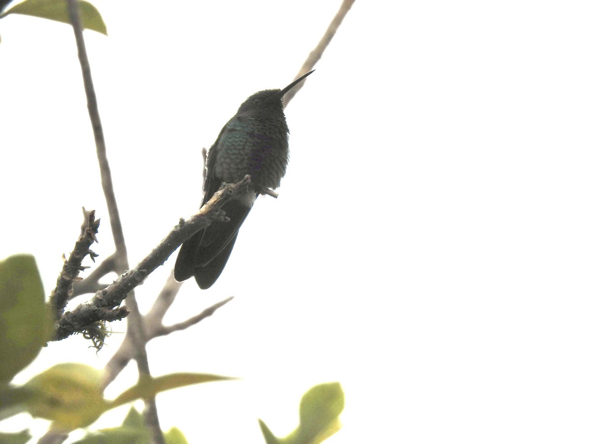 kolibřík modrolící - ML610286139