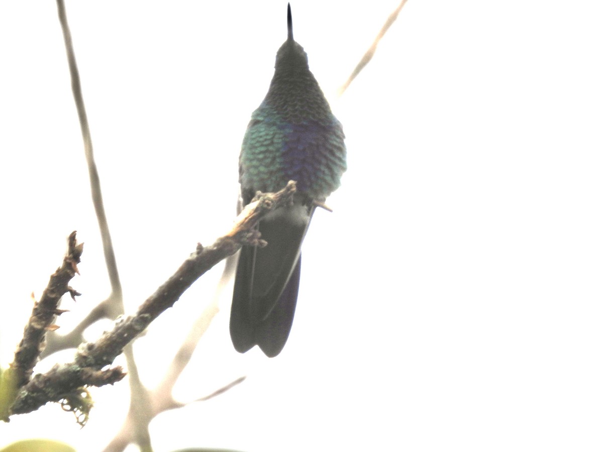 kolibřík modrolící - ML610286140