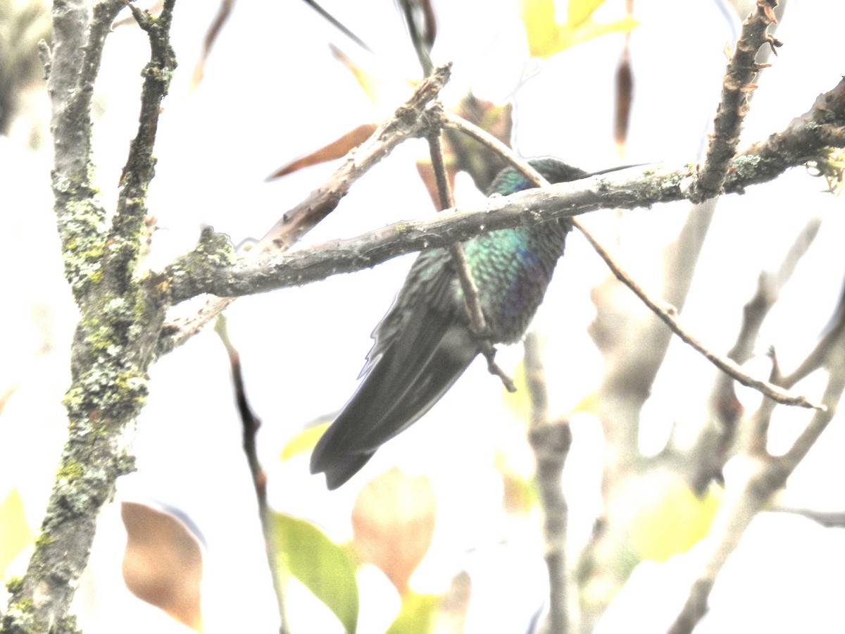 kolibřík modrolící - ML610286141