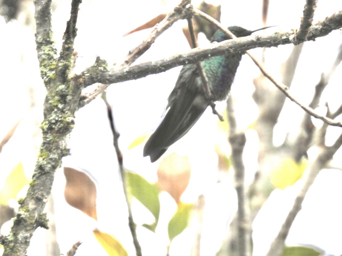 Colibrí Rutilante - ML610286142