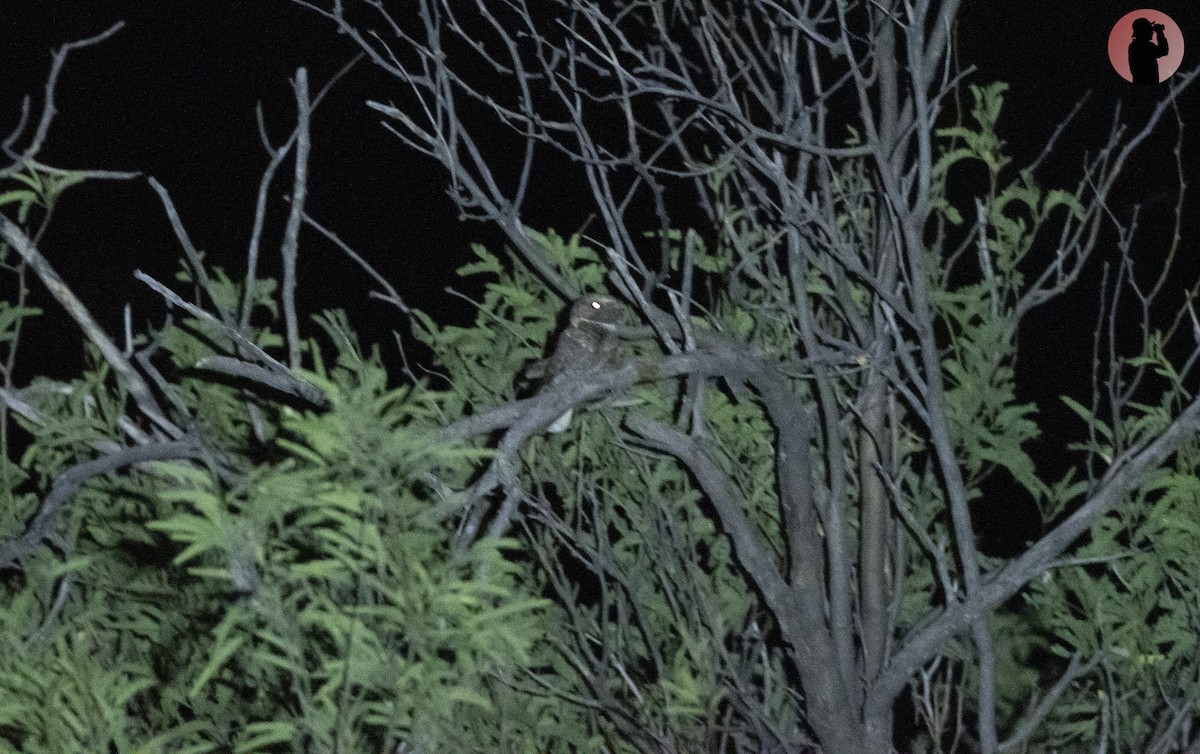 Buff-collared Nightjar - ML610286197