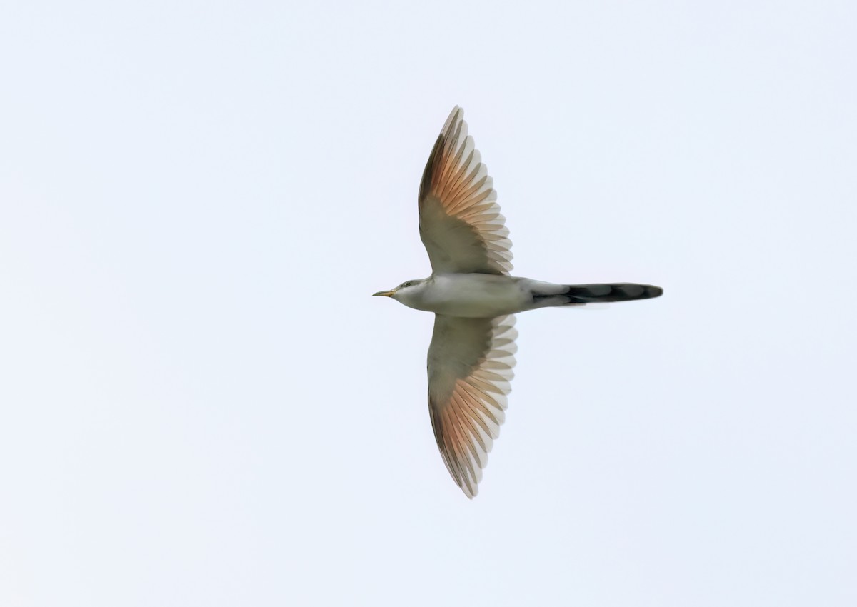 Yellow-billed Cuckoo - Jeremiah Trimble