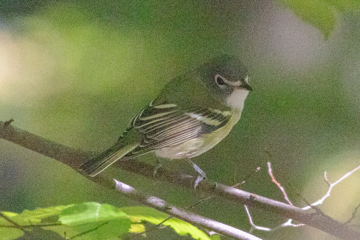 Blue-headed Vireo - ML610286283