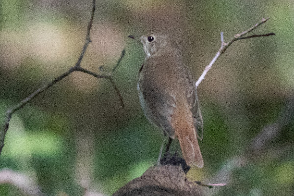 Hermit Thrush - ML610286285