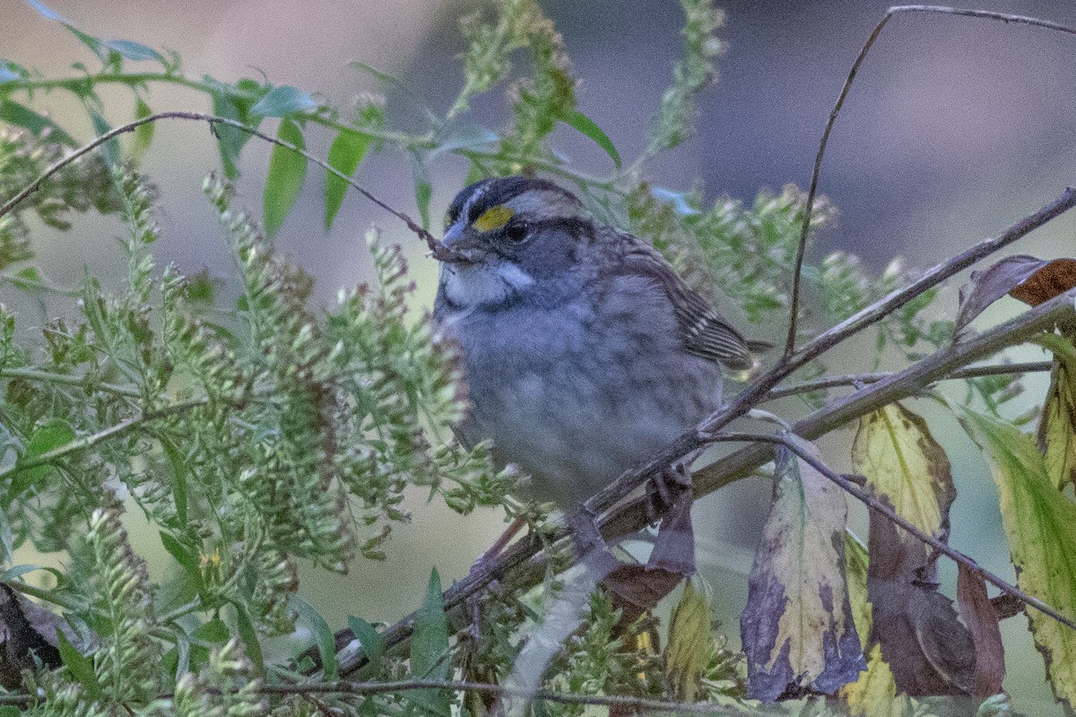 White-throated Sparrow - ML610286287