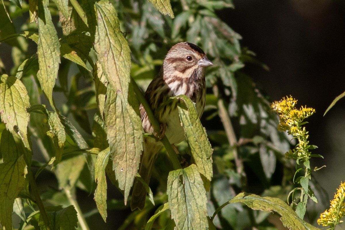 Song Sparrow - ML610286296