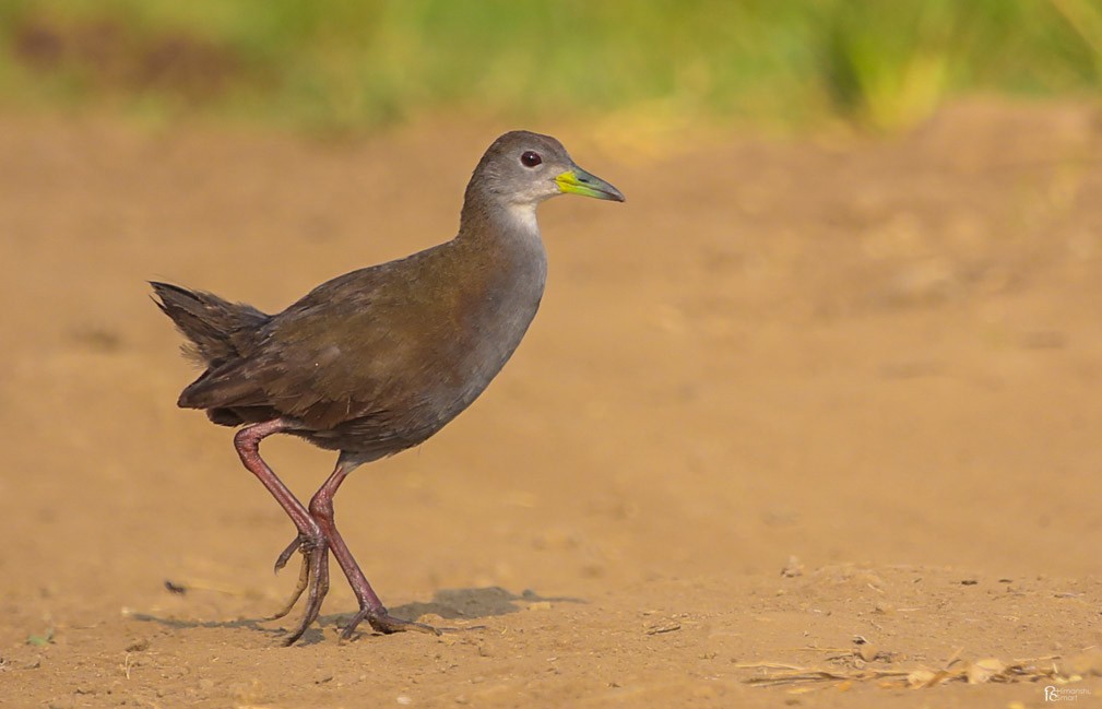 Brown Crake - ML610286329