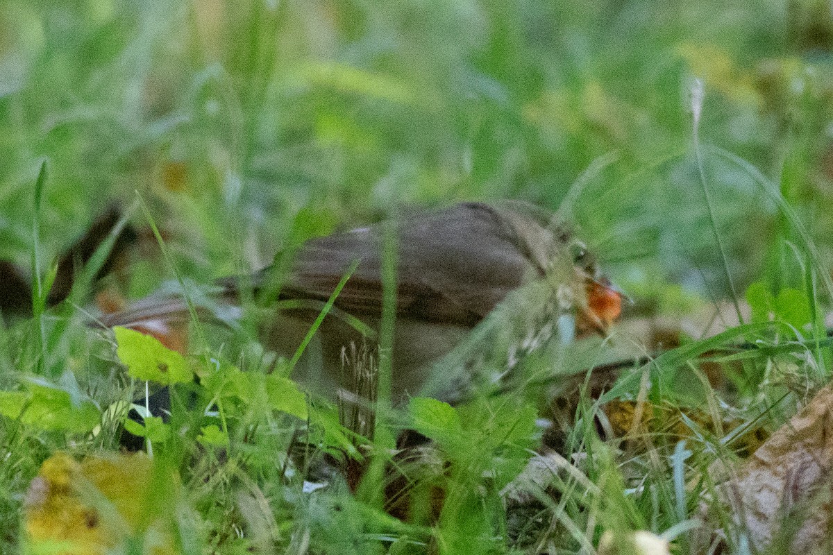 Hermit Thrush - ML610286335