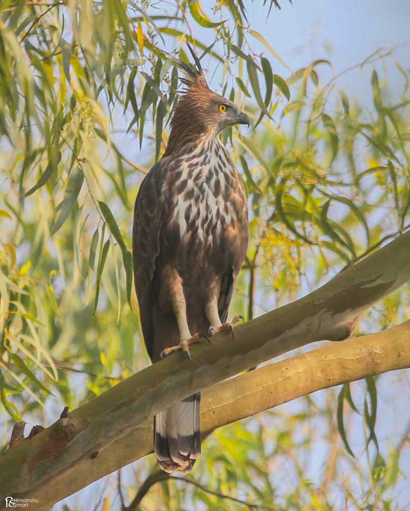 Changeable Hawk-Eagle - ML610286338