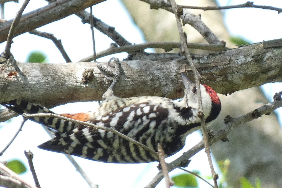 Freckle-breasted Woodpecker - ML610286351