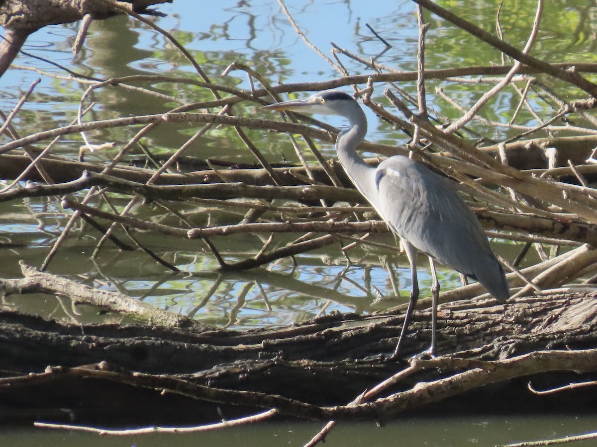 Gray Heron - ML610286357