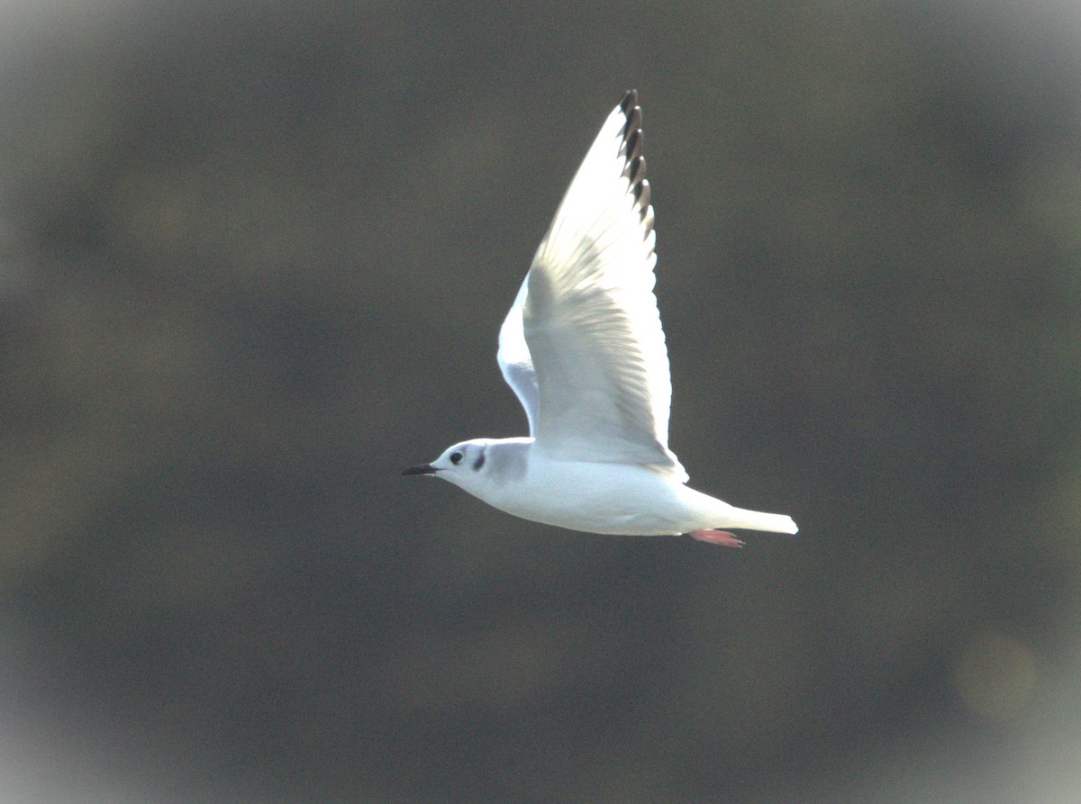 Gaviota de Bonaparte - ML610286374