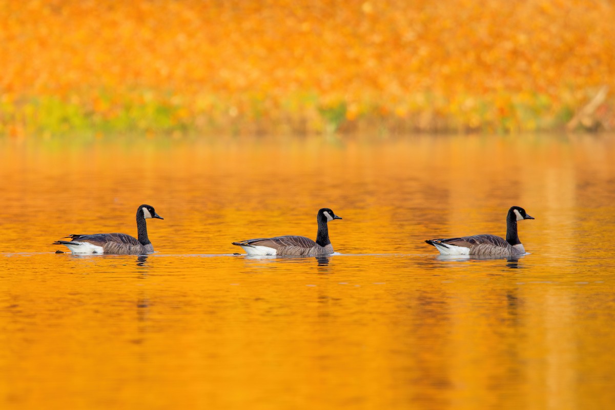 Canada Goose - ML610286421