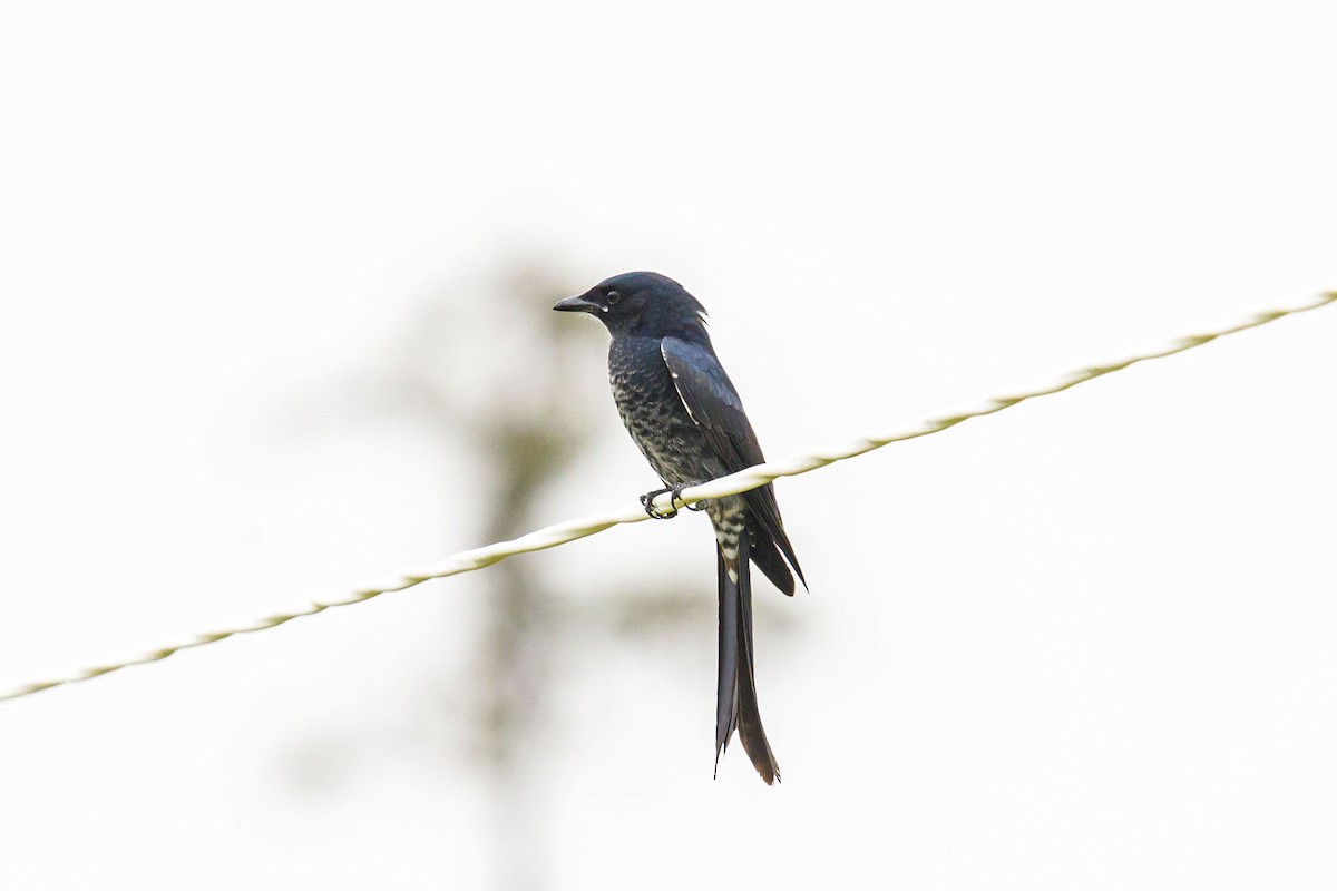 Black Drongo - Jim Yuan