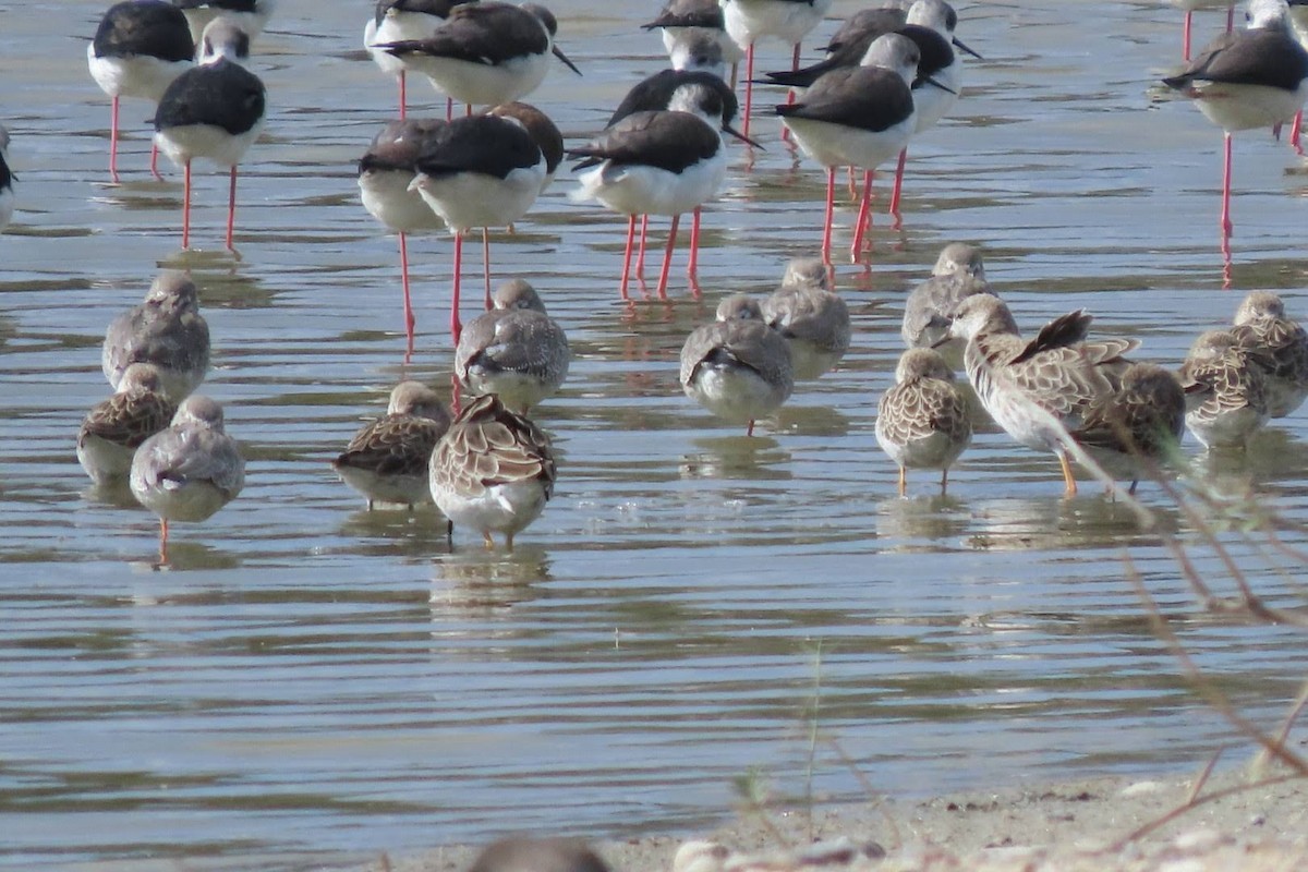 Spotted Redshank - ML610286506