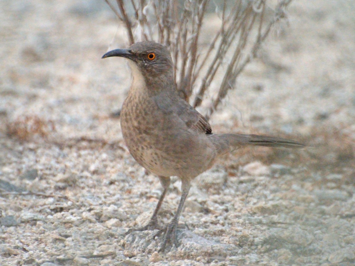 Curve-billed Thrasher - ML610286513