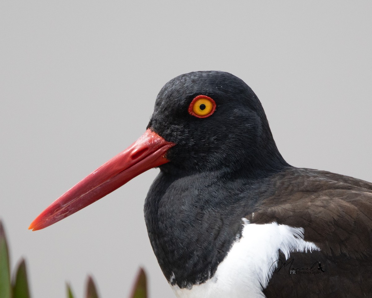 American Oystercatcher - ML610286540