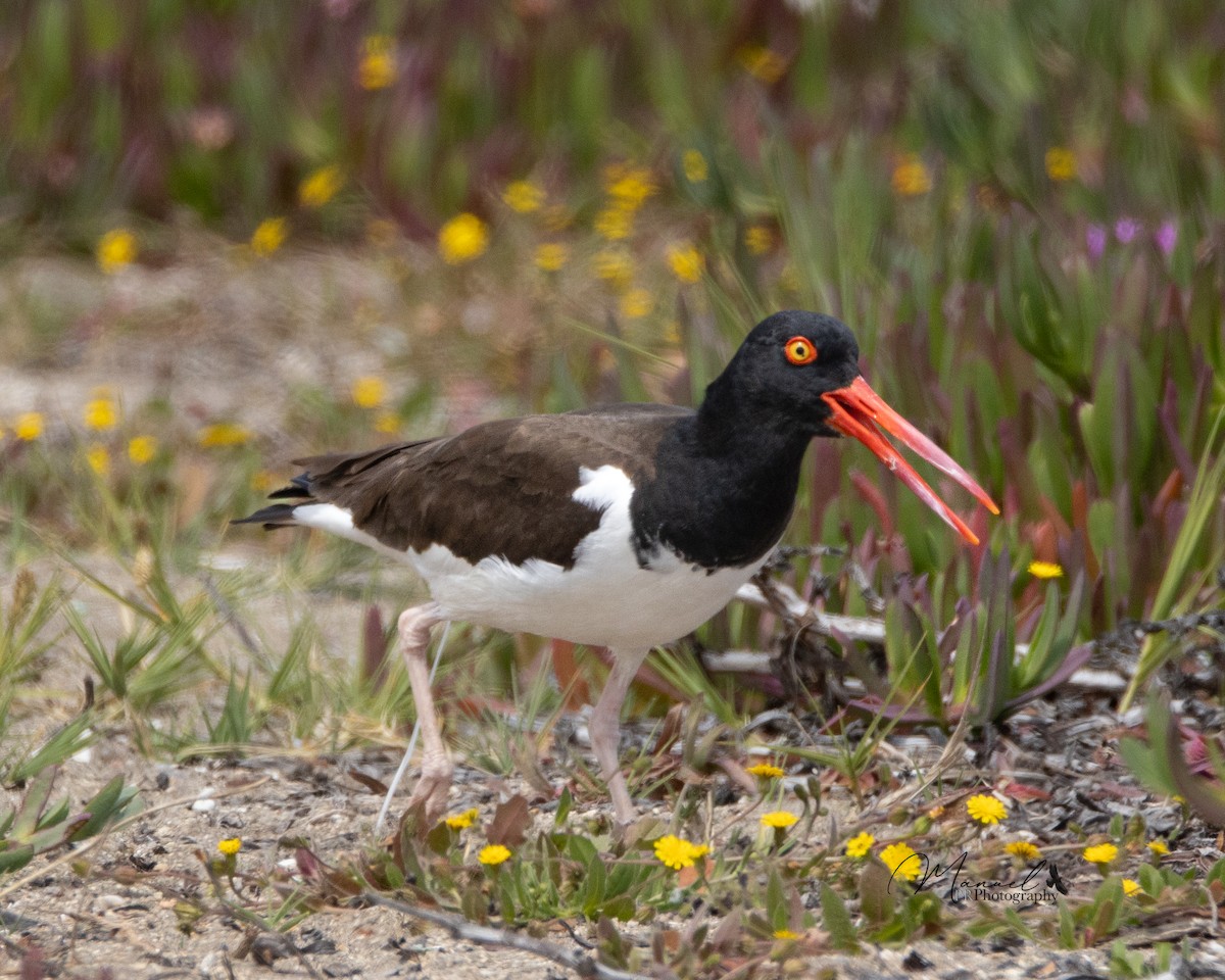 American Oystercatcher - ML610286542