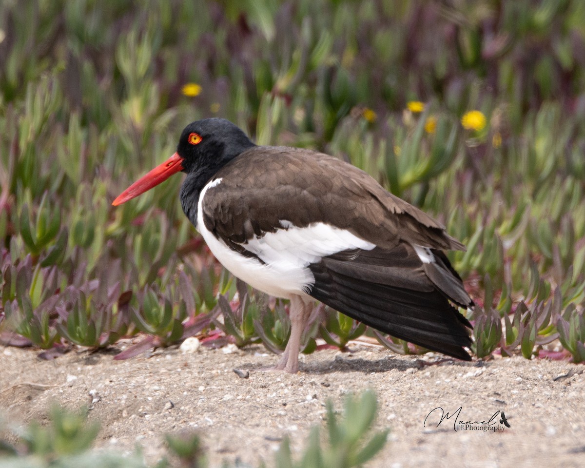 American Oystercatcher - ML610286543