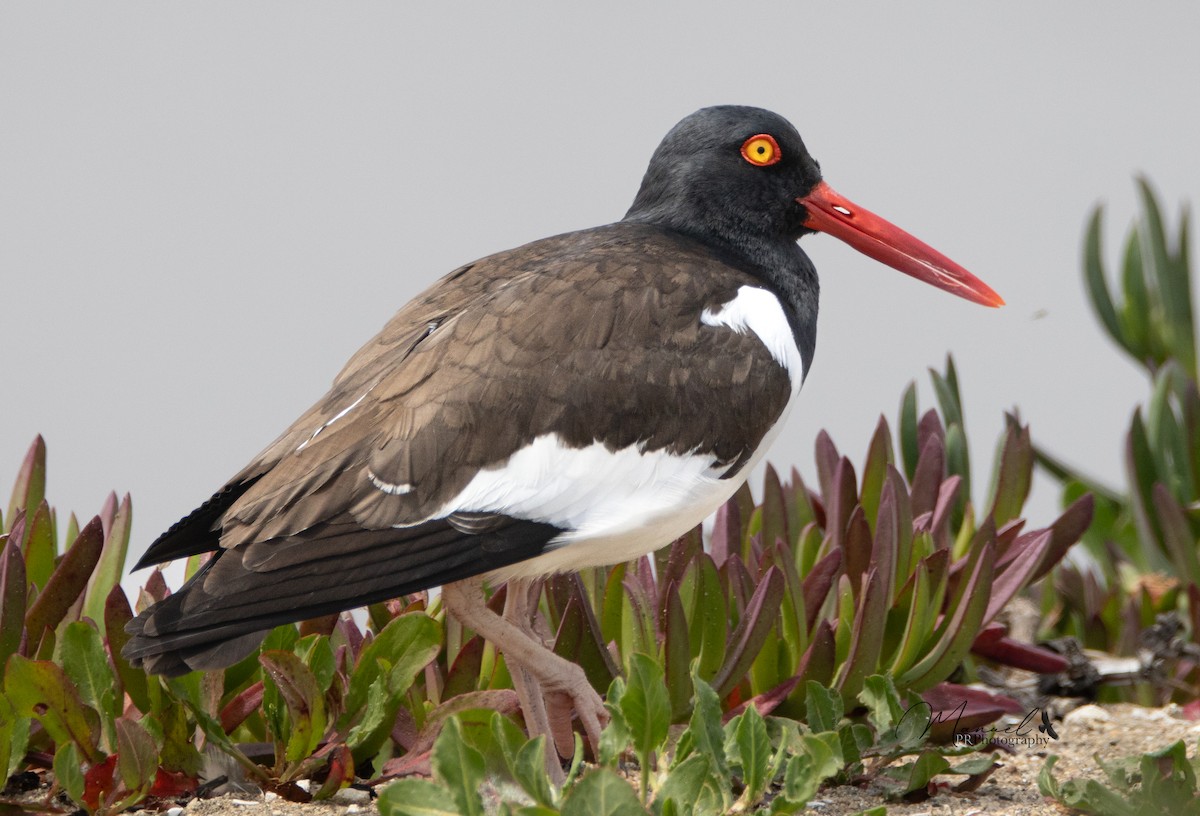 American Oystercatcher - ML610286544