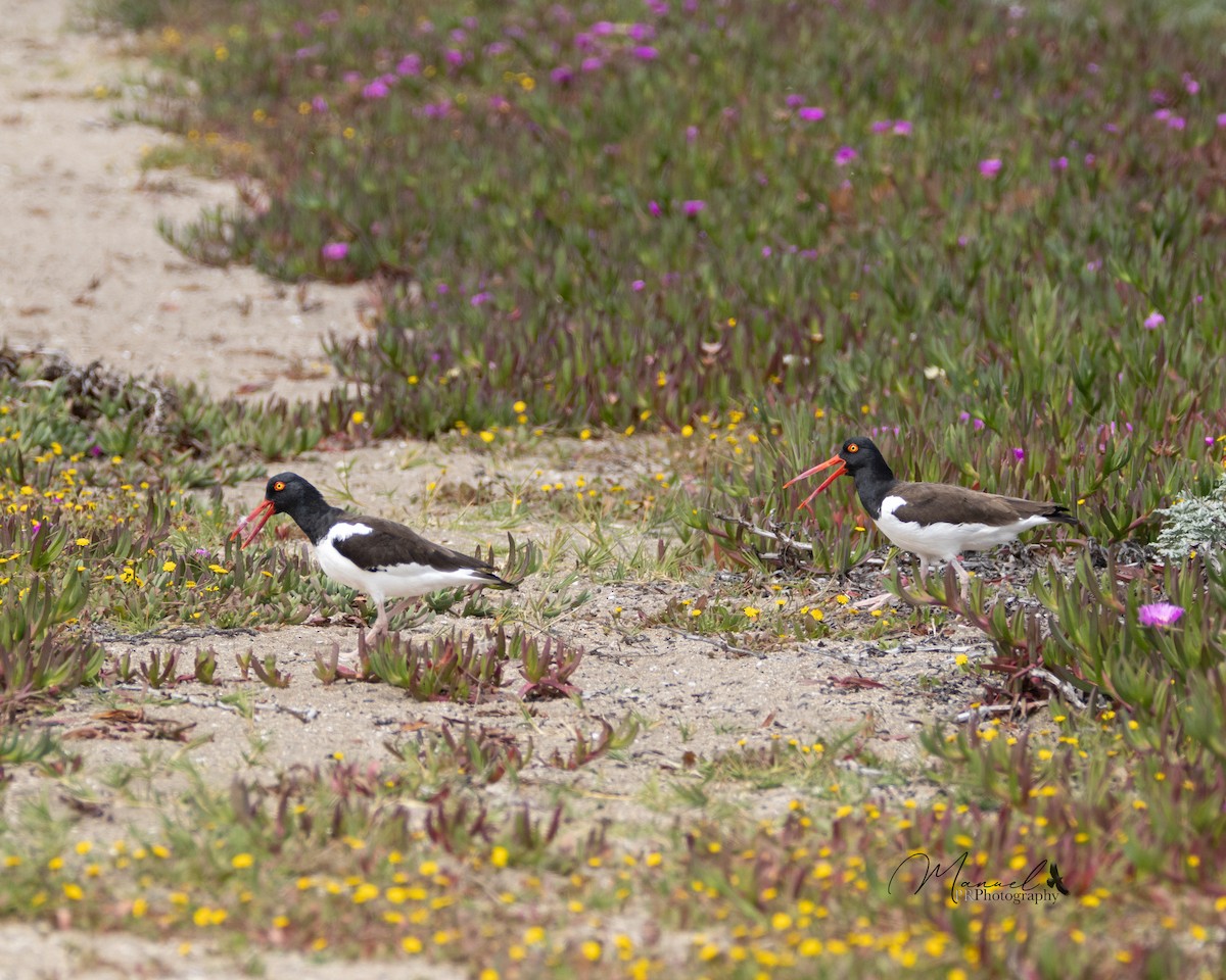 American Oystercatcher - ML610286547