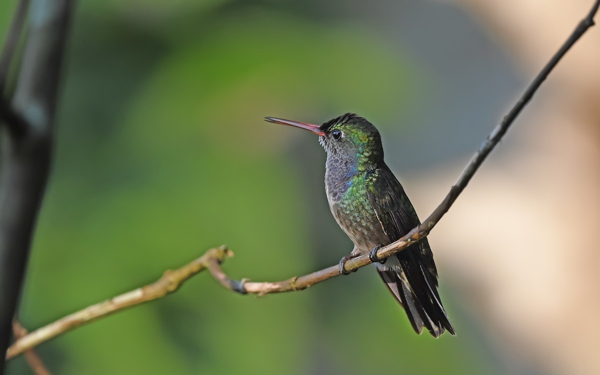 Sapphire-spangled Emerald (Spot-vented) - ML610286581