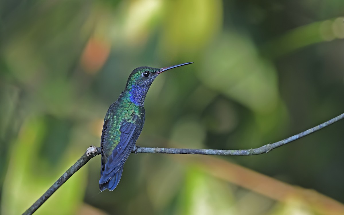 Sapphire-spangled Emerald (Spot-vented) - ML610286582