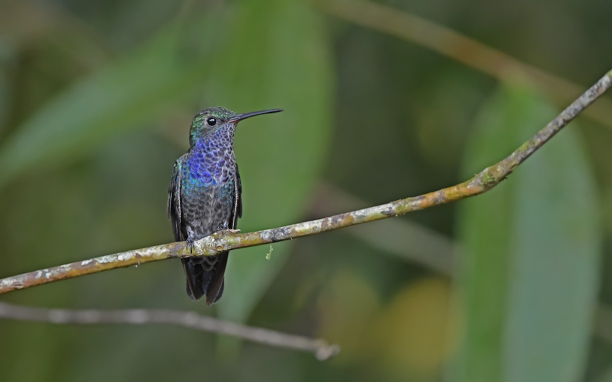 Sapphire-spangled Emerald (Spot-vented) - ML610286585