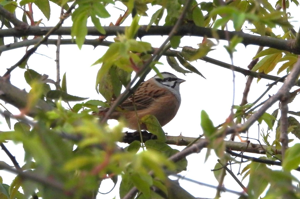 Rock Bunting - ML610286673