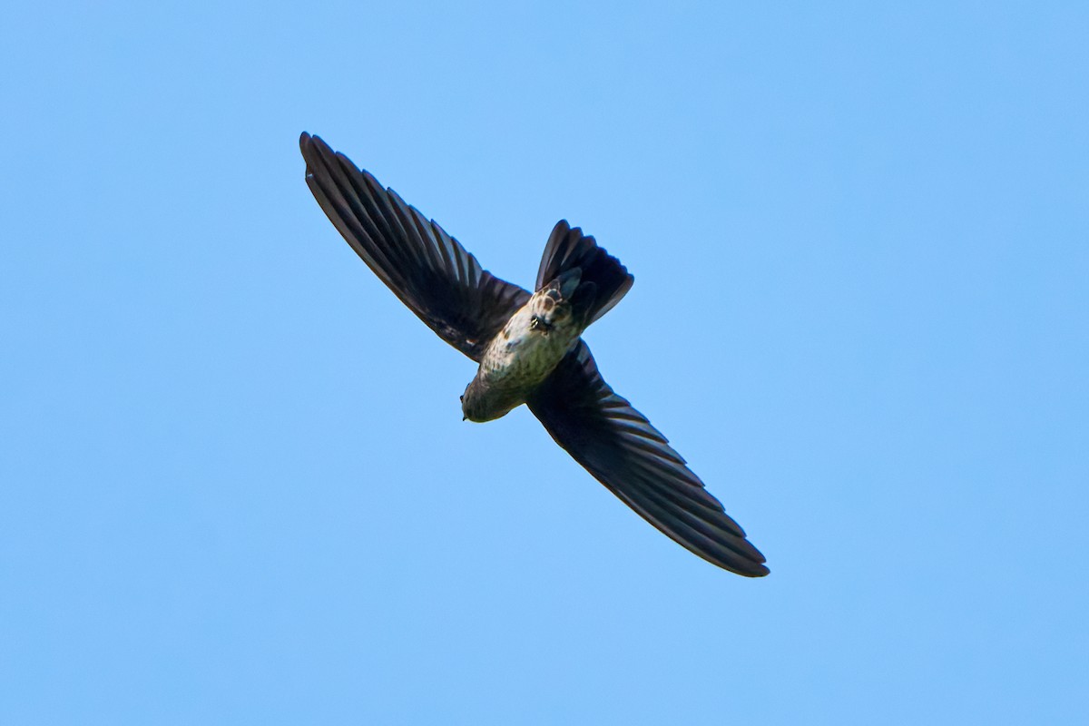 Plume-toed Swiftlet - ML610286693