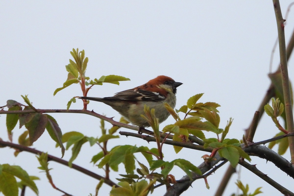 Russet Sparrow - ML610286711