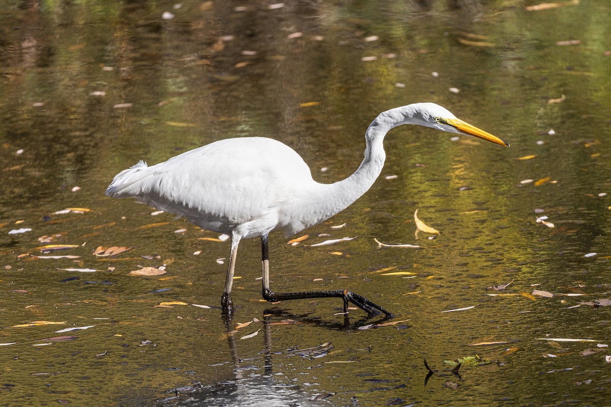 Great Egret - ML610286765