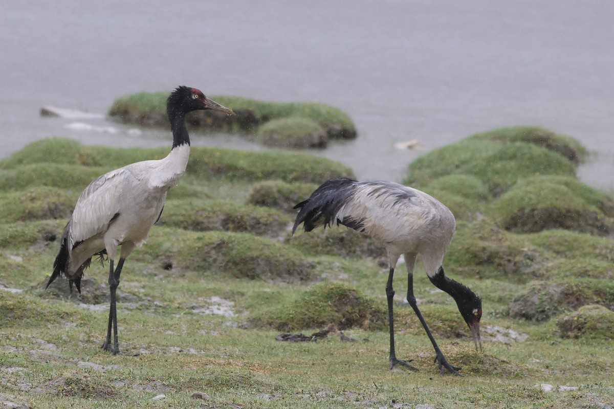 Black-necked Crane - Chinmay Rahane