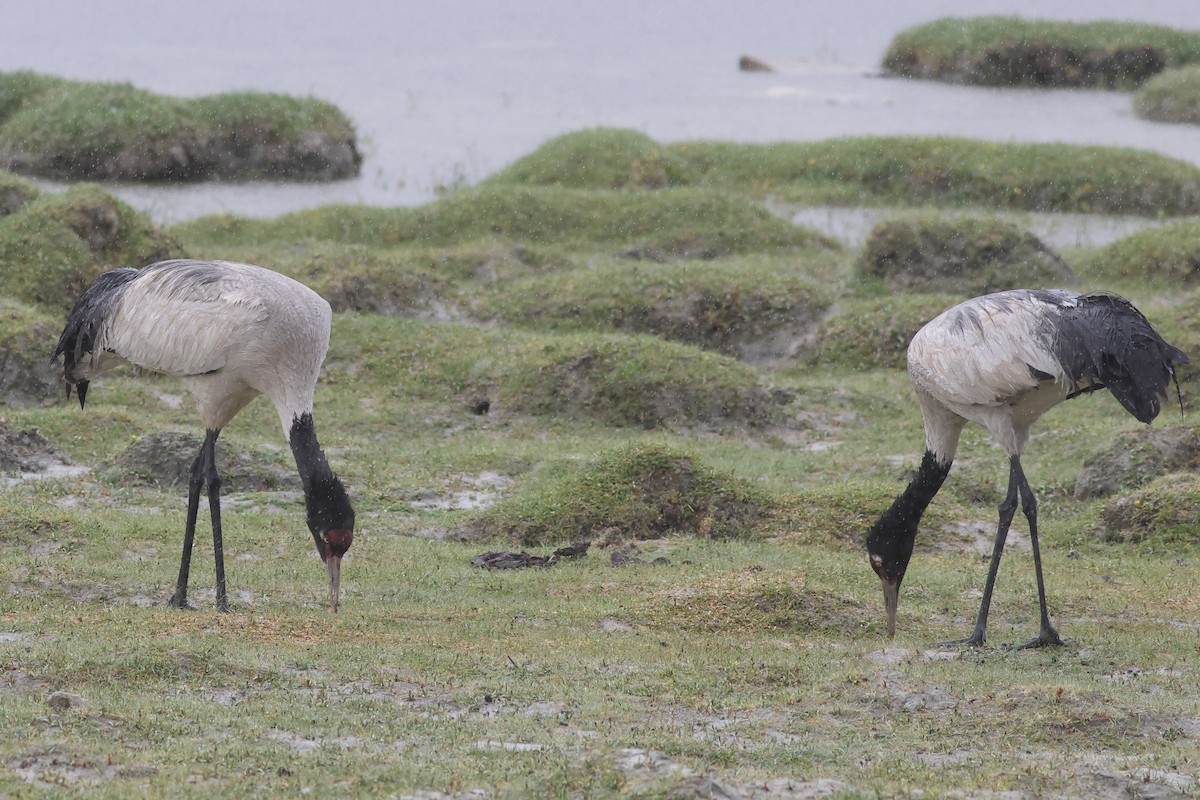 Black-necked Crane - Chinmay Rahane