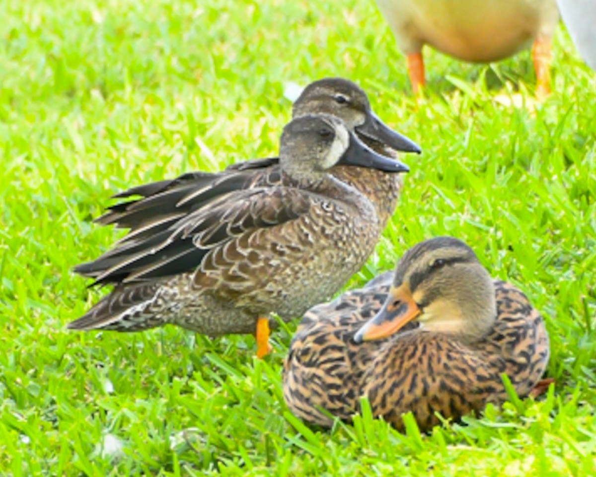 Blue-winged Teal - ML610286834