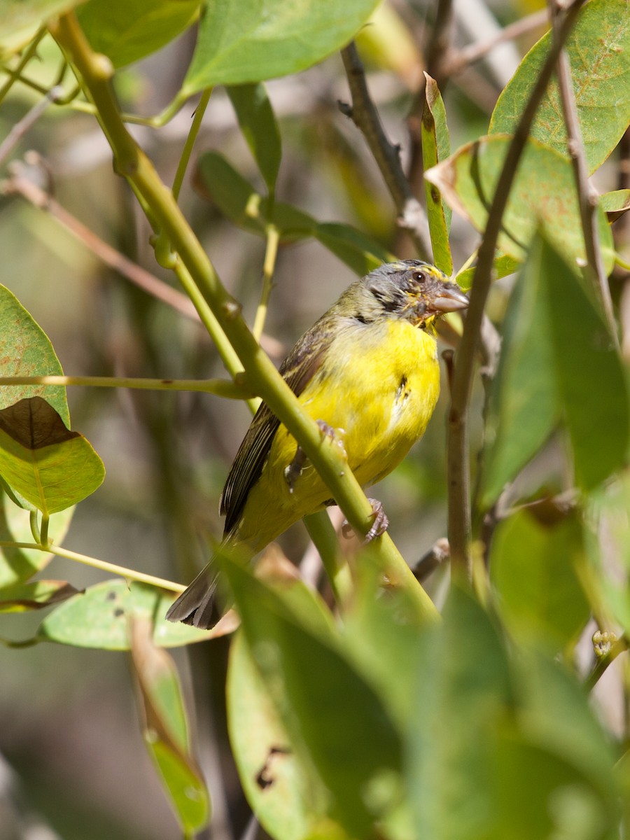 Yellow-fronted Canary - ML610286928