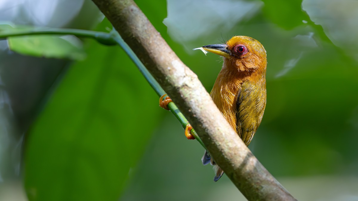 Rufous Piculet - ML610286944