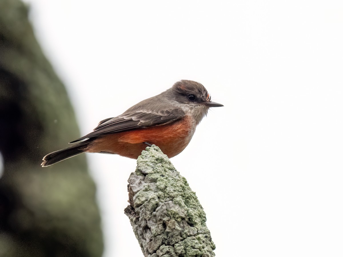 Vermilion Flycatcher - ML610287045