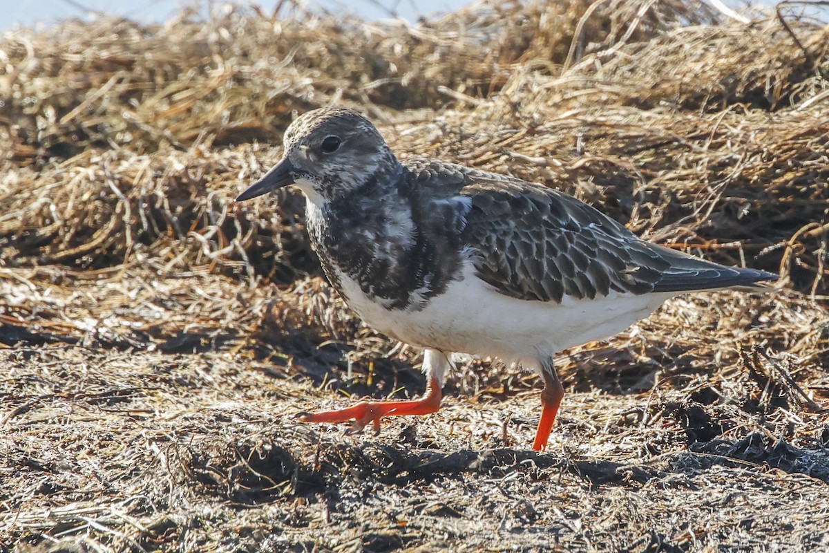 Ruddy Turnstone - Pat Draisey