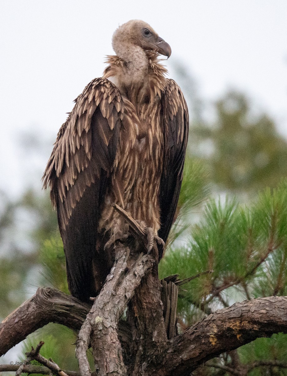 Himalayan Griffon - Jagdish Jatiya