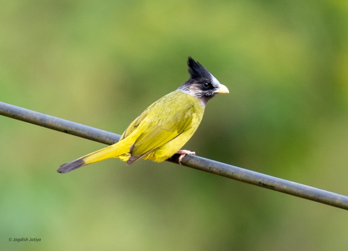 Crested Finchbill - Jagdish Jatiya
