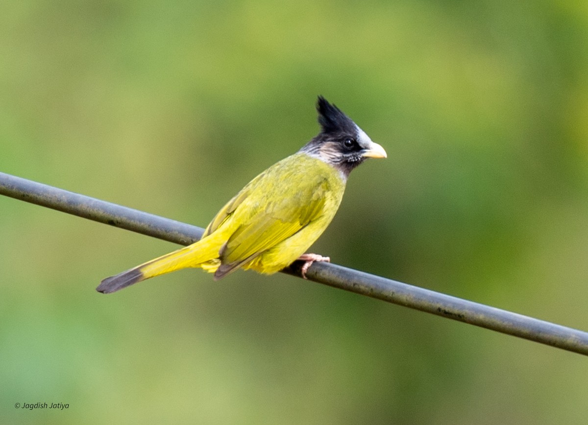 Bulbul à gros bec - ML610287130