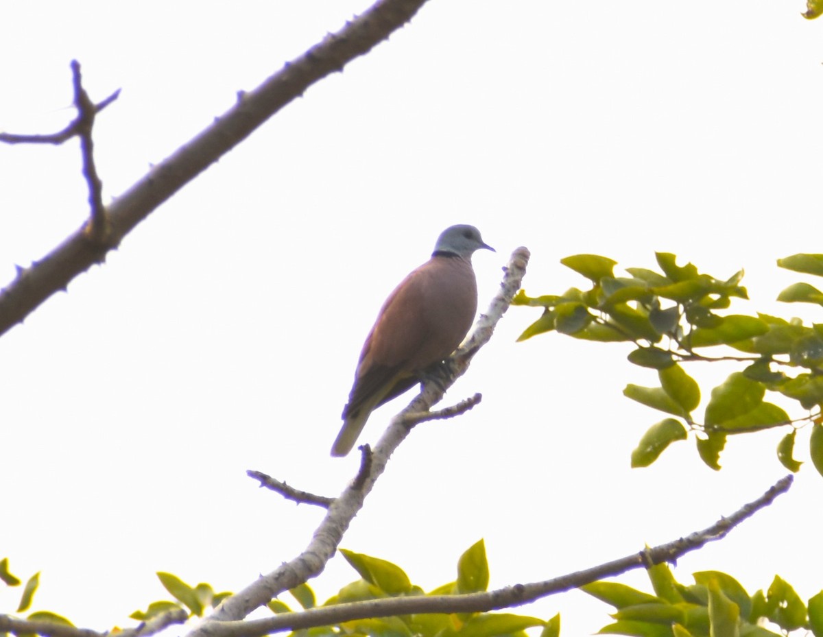 Red Collared-Dove - ML610287185